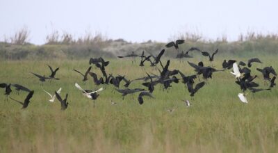 Küresel ısınma kuşların göç rotasını Hatay’a çevirdi